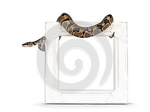 Ballpython snake on white background