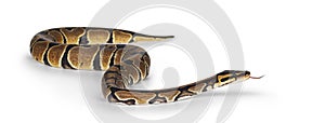 Ballpython snake on white background