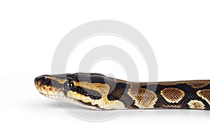 Ballpython snake on white background
