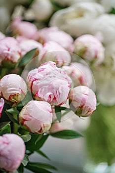 Balls bud. Lovely flowers in glass vase. Beautiful bouquet of pink peonies . Floral composition, scene, daylight