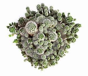 Ballshape cactus family.