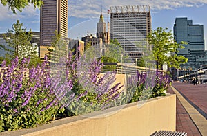 Balltimore Inner Harbor framed by spring flowers M