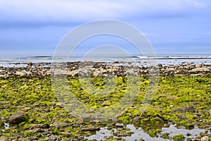 Ballybunion beach seaweed covered rocks