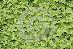 Balm herb - melisa officinalis