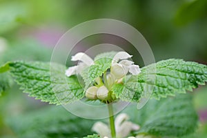 Balm-leaved archangel Lamium orvala alba, white flowering