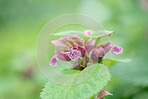 Balm-leaved archangel Lamium orvala, lilac flowering