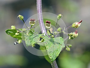 Balm-leaved Figwort photo