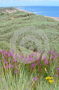 Balmedie country park, a well-preserved natural coastal area near Aberdeen (Scotland)