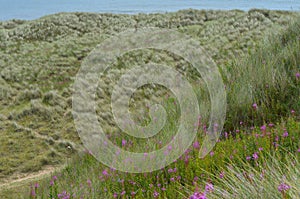 Balmedie country park, a well-preserved natural coastal area near Aberdeen (Scotland)