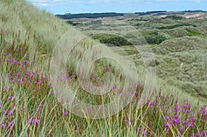 Balmedie country park, a well-preserved natural coastal area near Aberdeen (Scotland)