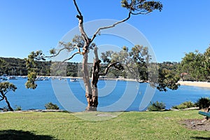 Balmoral Beach and Gum Tree Sydney