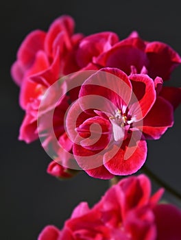 Balmy Geranium flower