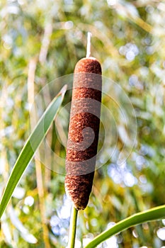 Balrush Wild Plant photo