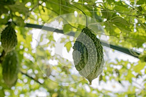 Balsam apple, Balsam pear, Bitter cucumber, Bitter gourd, Bitter melon, Carilla fruit in garden