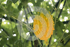 Balsam apple, Balsam pear, Bitter cucumber, Bitter gourd, Bitter melon, Carilla fruit in garden ready to harvest