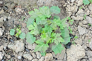 Balsam apple, balsam pear, bitter cucumber, bitter gourd, bitter