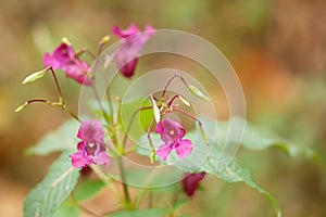 Balsam the blossoming close up on a blurred background it is horizontally.