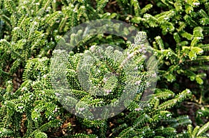 Balsam fir, abies balsamea