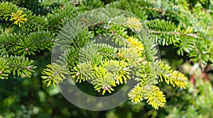 Balsam Fir close up with spring time new growth