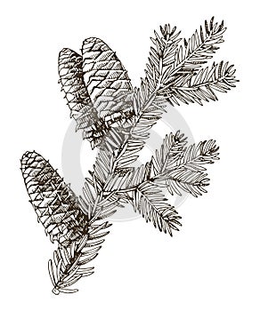 Balsam fir tree branch hand drawn vector