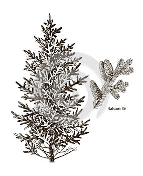 Balsam fir tree hand drawn vector