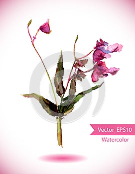 Balsam flower - jewelweed. Watercolor vector