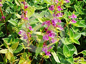 The Balsam Flowers bloom on Kaas plateau