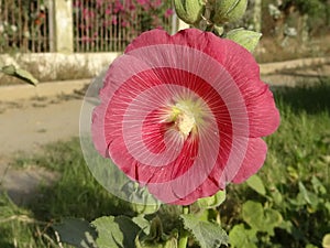 Balsam pink folwer background green leaves a beautiful close up in pablic park in Karachi sindh Pakistan