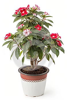 Balsam Plant in a Pot photo