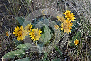 Balsam Root, Balsamorhiza Species, Sunflowers