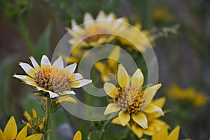 Balsamorhiza Balsam Root Daisies showing sporty petals, a hybridization gift from pollinators