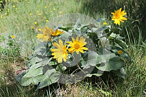 Balsamorhiza sagittata photo