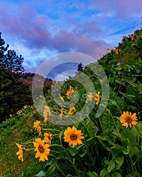 Balsamroot Flowers, Washington State photo