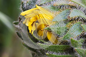 Balsamroot Yellow Petals Emerge