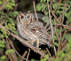 Balsasschreeuwuil, Balsas Screech-Owl, Megascops seductus