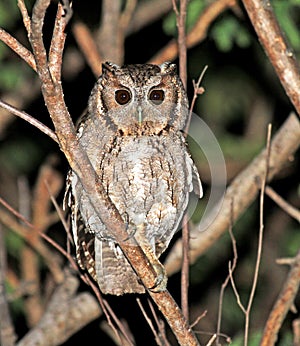 Balsasschreeuwuil, Balsas Screech-Owl, Megascops seductus photo