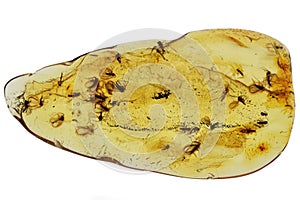 Baltic amber with 30 gnats