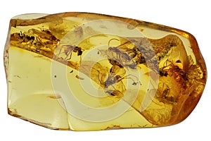 Baltic amber with 9 winged ants