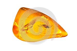 Baltic amber with inclusion.