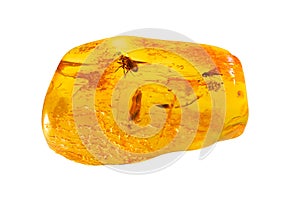 Baltic amber with inclusion.