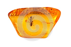 Baltic Amber Stone.