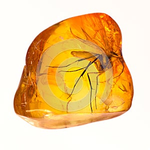 Baltic amber stone inclusion. photo