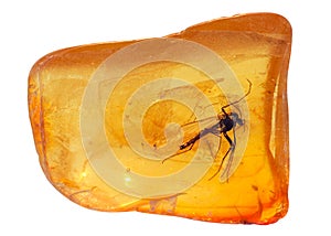 Baltic amber stone.