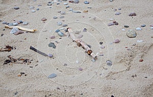 Baltic Beach after Storm Stones Bumps and wood