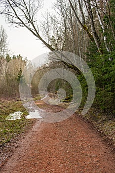 Baltic Beauty: The Red Clay Forest Road near Licu-Langu photo