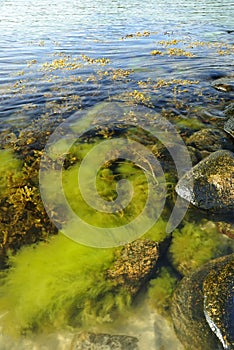 Baltic coast summer algae