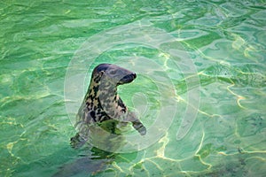 Baltic grey seal Halichoerus grypus macrorhynchus