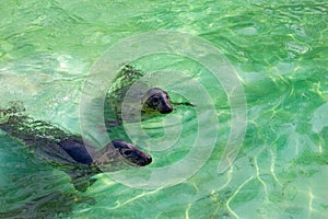 Baltic grey seals Halichoerus grypus macrorhynchus