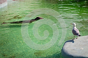 Baltic grey seals Halichoerus grypus macrorhynchus in the green water