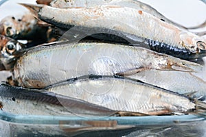 Baltic herring close up